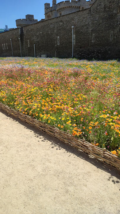 Superbloom - Soundscape at Tower of London